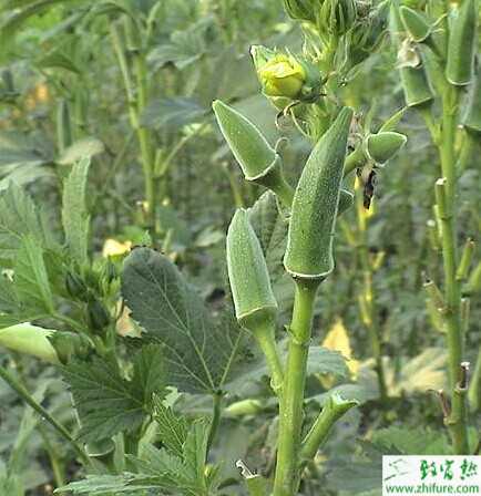 黃秋葵種植條件