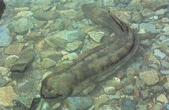 2014養娃娃魚（大鯢）賺錢嗎？