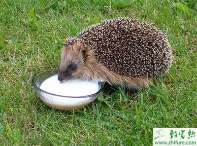 5萬至10萬元養殖創業項目推薦