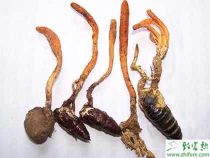 2014種蠶蟲(chóng)草賺錢(qián)嗎？