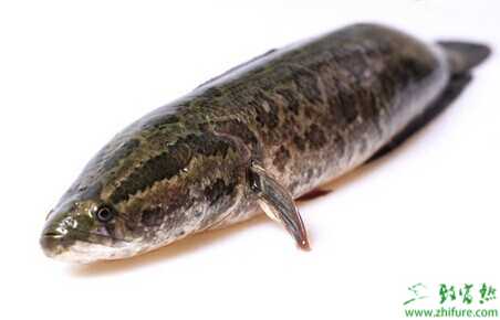 黑魚養(yǎng)殖利潤和成本