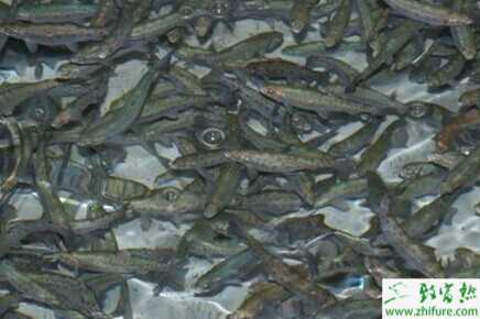 2014養(yǎng)虹鱒魚賺錢嗎？