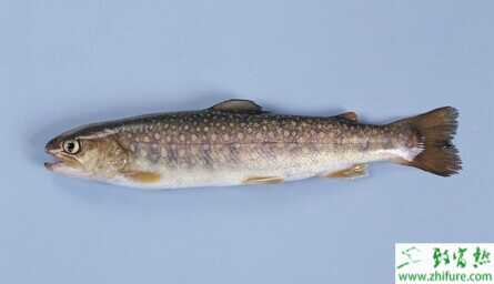 虹鱒魚人工授精方法