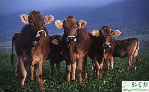 2014中央財政補貼的養殖項目