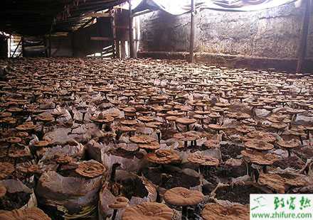 2014種靈芝賺錢嗎？