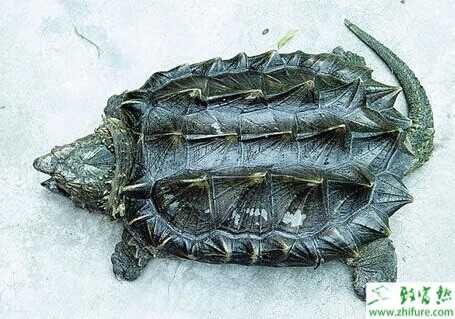 養(yǎng)鱷魚龜前景如何