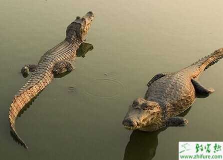 鱷魚養(yǎng)殖條件