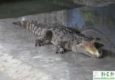 鱷魚養(yǎng)殖成本
