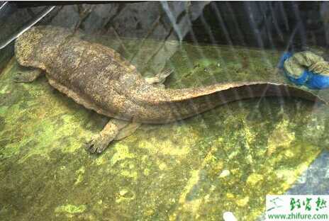 娃娃魚養殖條件