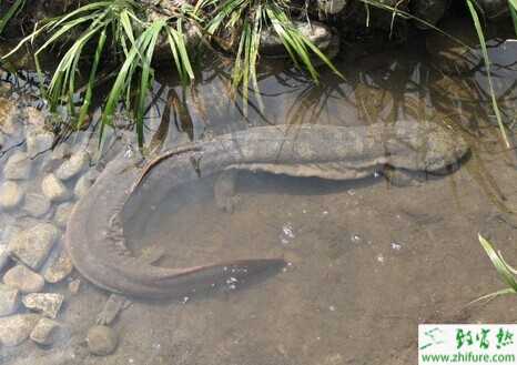 養娃娃魚要多少成本
