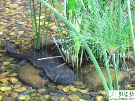 養娃娃魚賺錢嗎