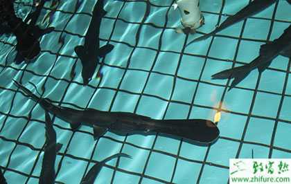 2014養(yǎng)鴨嘴魚賺錢嗎