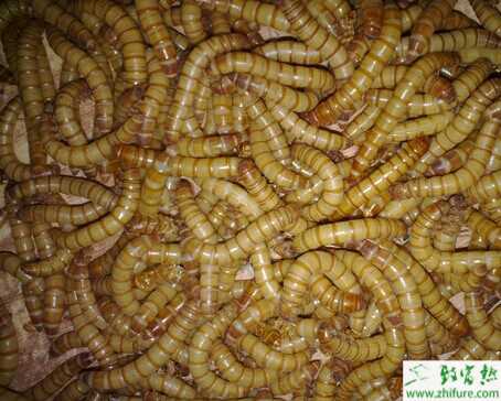 黃粉蟲養殖前景