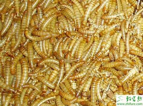 黃粉蟲養雞成本