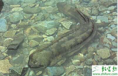 娃娃魚養殖前景