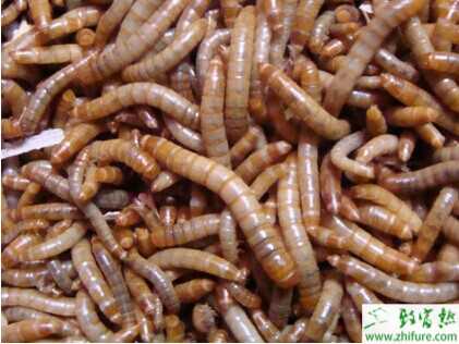 養黃粉蟲利潤怎么樣