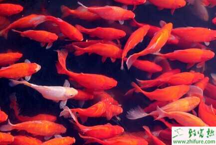 2014養(yǎng)錦鯉賺錢嗎？