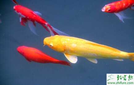 家里養錦鯉要注意什么