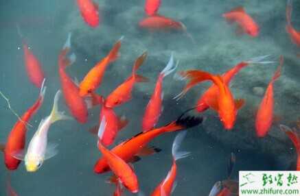挑選錦鯉的方法及注意事項(xiàng)