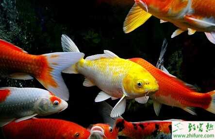 錦鯉的飼料種類及喂養方法