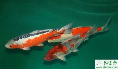 錦鯉換水需要注意哪些事項