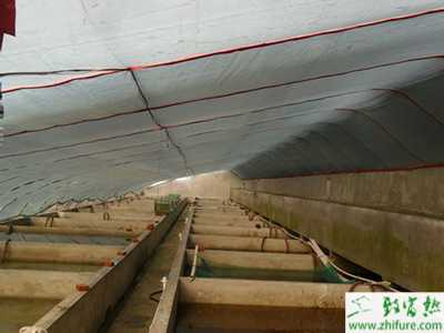 孔雀魚養殖基地照片