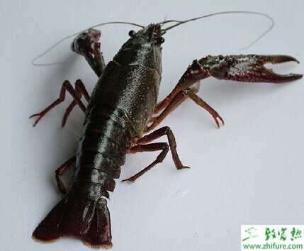 養小龍蝦一畝成本及利潤是多少