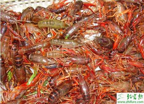 小龍蝦養殖技術