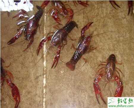 小龍蝦養殖成本與利潤