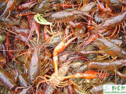 小龍蝦養(yǎng)殖池怎么建