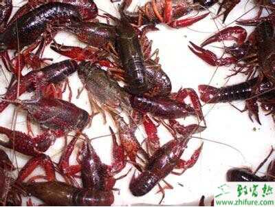 淡水小龍蝦養殖技術