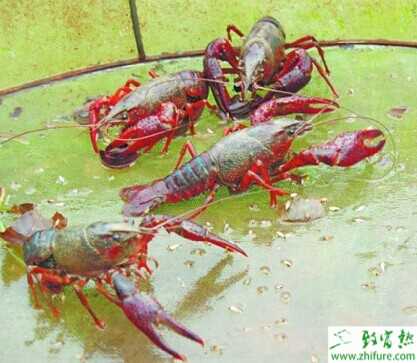 小龍蝦養殖前景