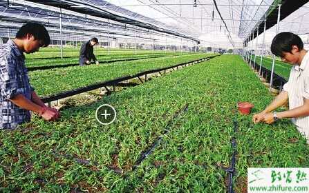 高利潤種植項目創業推薦