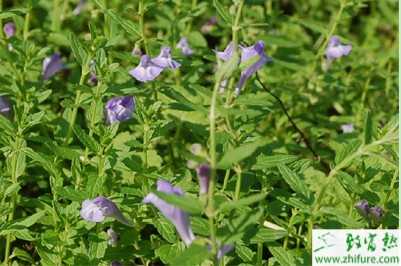 七種前景很好易種的中藥種植項目推薦