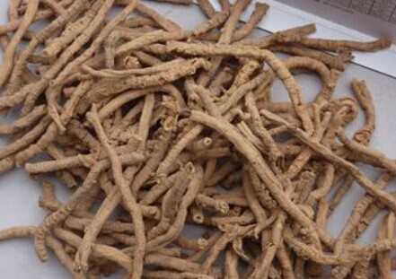 遠志_七種前景很好易種的中藥種植項目推薦