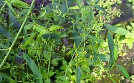 柴胡_七種前景很好易種的中藥種植項目推薦