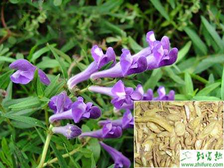 2014種黃芩賺錢嗎？