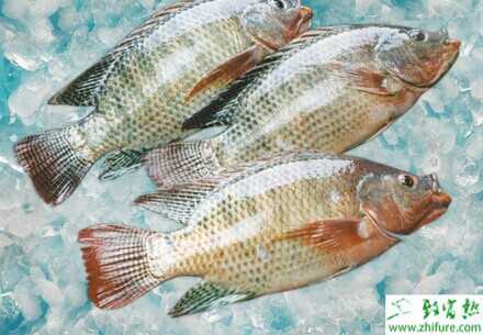 2014養羅非魚賺錢嗎？