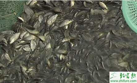 最新羅非魚科學養殖技術