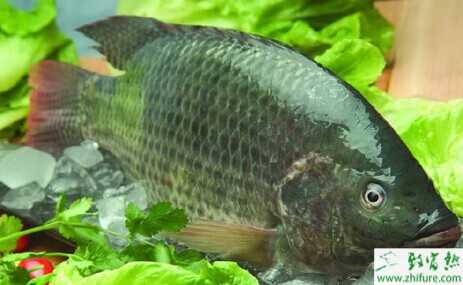 羅非魚兩茬連養方法與技術