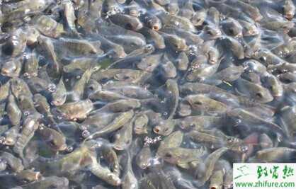 羅非魚種苗春季投放技術