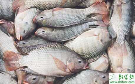 羅非魚與鱖魚雙養(yǎng)技術(shù)