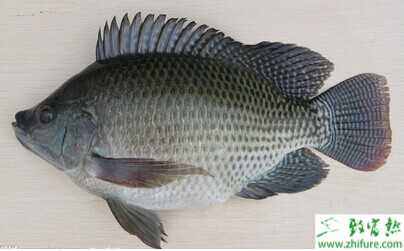 羅非魚冬季養殖注意事項