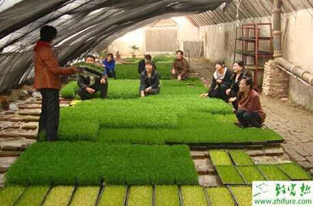 農民打工回鄉低成本創業項目推薦