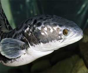 黑魚、烏鱧養殖