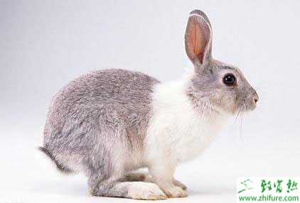 獺兔養(yǎng)殖前景分析