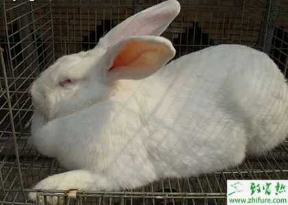 獺兔市場行情和價格分析