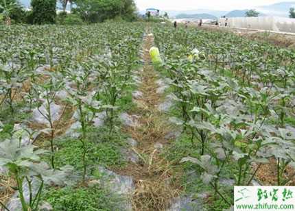 2014種黃秋葵賺錢嗎？