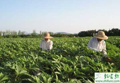 黃秋葵的播種與育苗技術