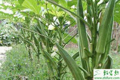 黃秋葵田間管理技術